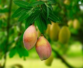 Totapuri Mango Pulp & Concentrate